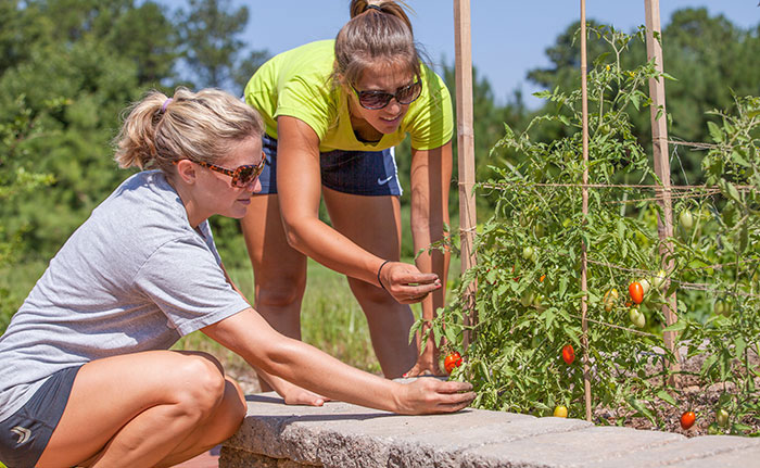 两名营养学硕士的学生在校园的有机菜园里工作，收割西红柿.