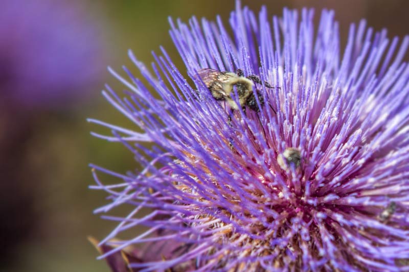 紫色花朵上的蜜蜂.