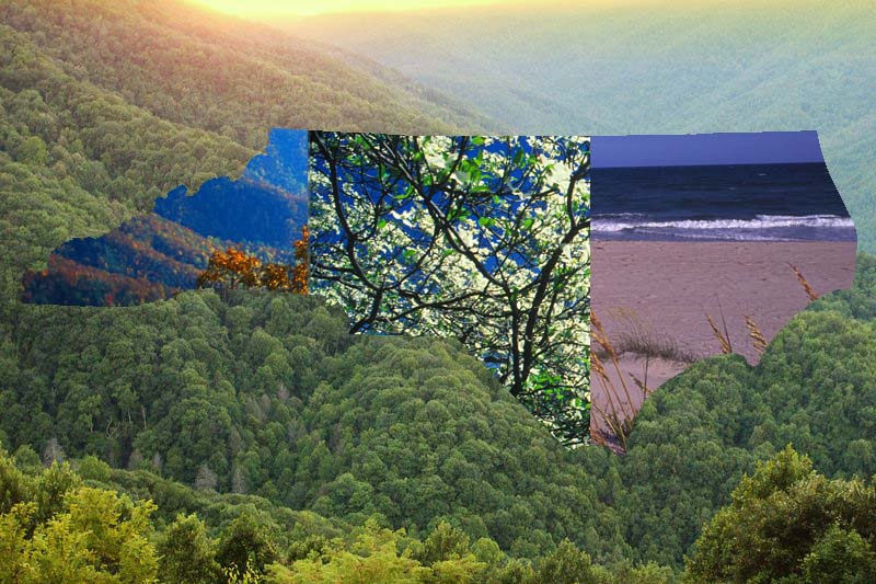 Photo compilation of different trees and flowers in the shape of the state of North Carolina