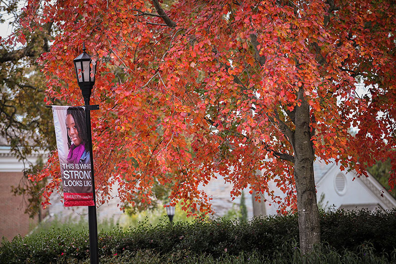 Fall tree on campus with Meredith banner in front