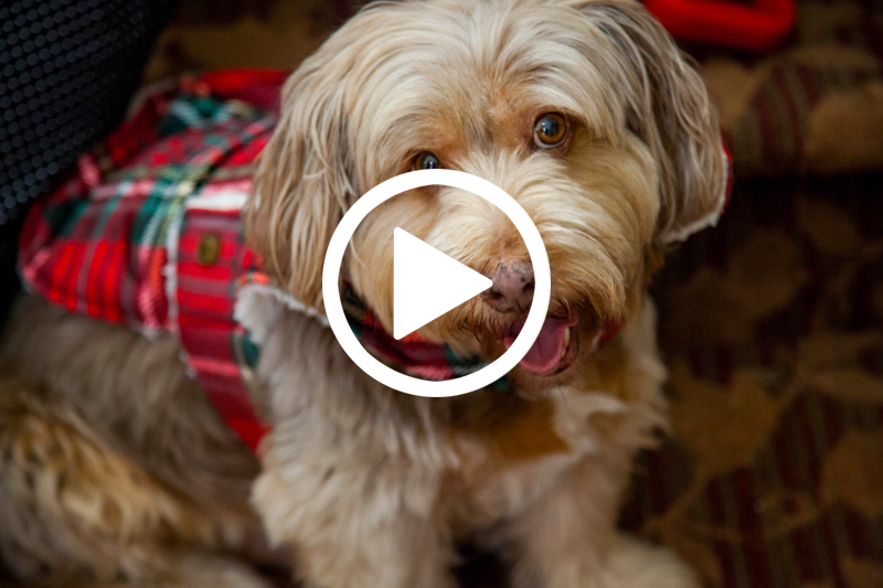 Click on image of the dog and present to watch the video Bachelor’s Holiday Adventure in a modal