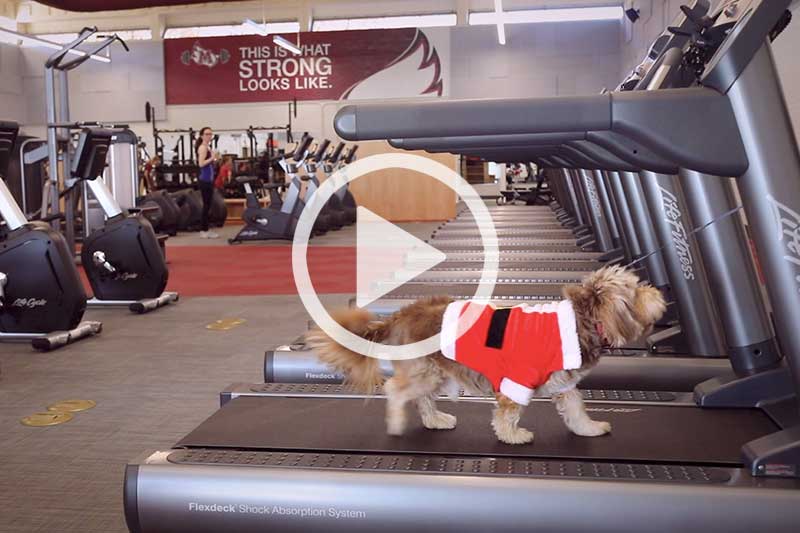 Click on video of dog in santa outfit to watch the video Bachelor’s New Year’s Resolution in modal