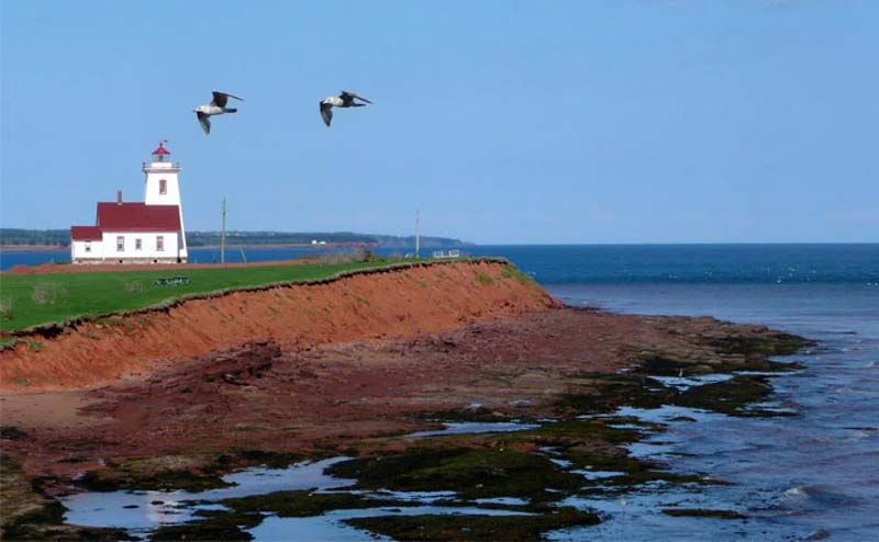 Lighthouse in Canada with birds flying around it.