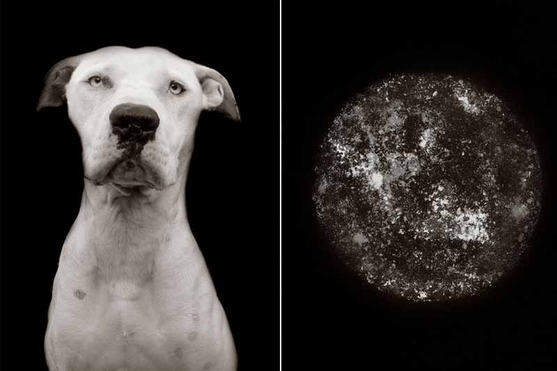 Shelter dog photo on left, and abstract stardust photo on right