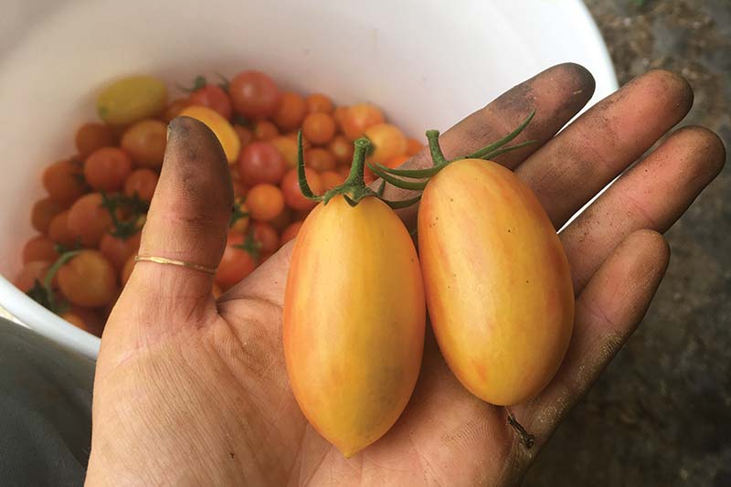Tomatoes in hand.