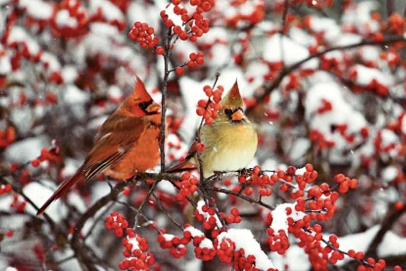 birds in snow-covered bush