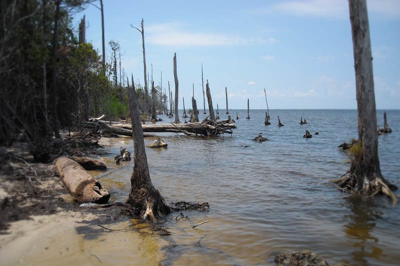 dead trees surrounded by salt water on NC coast