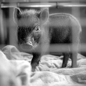 One Week Old Piglet.