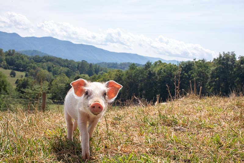 Clementine the pig photographed by Shannon Johnstone.