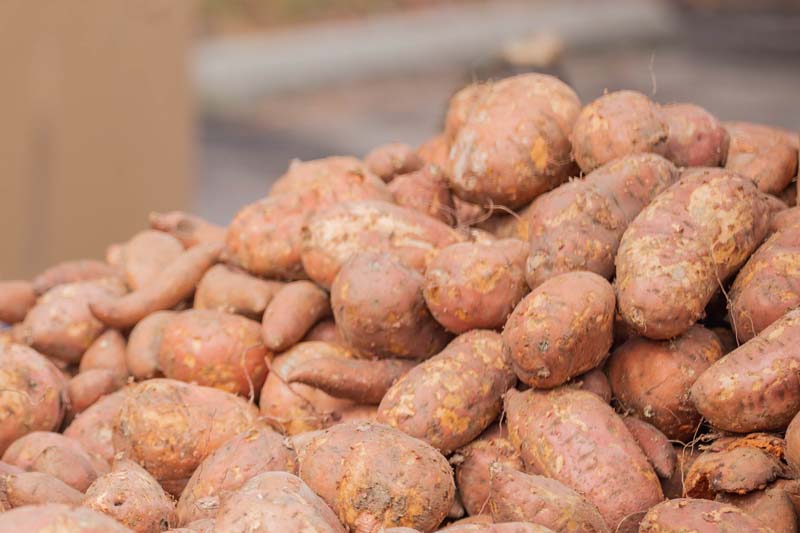 A closeup of a pile of yams